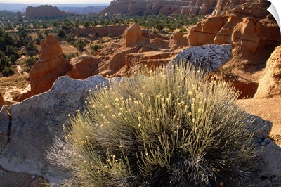 Desert landscape with sandstone formations, Utah