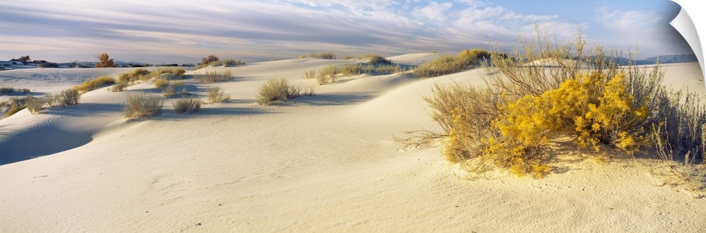 Desert plants in a desert White Sands National Monument New Mexico