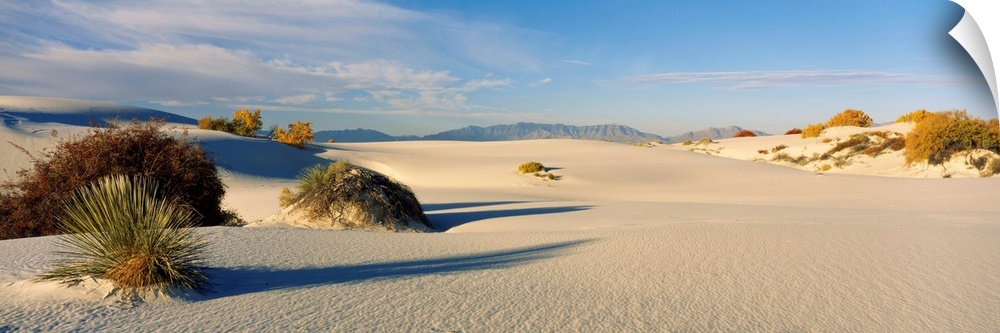 Plants on sand dunes, White Sands National Monument, New Mexico, USA