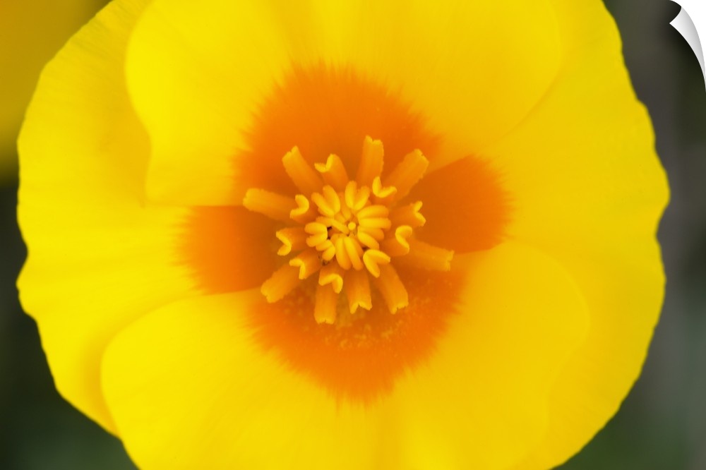 Up-close photograph of flower's center.