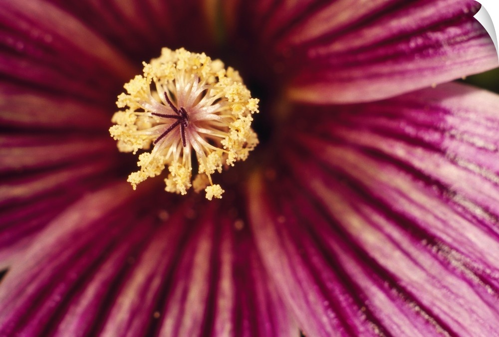 Large canvas print of the up close of the center of a flower.