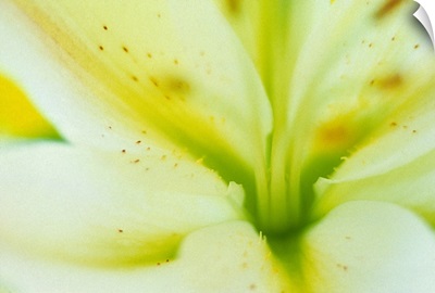 Details of a flower