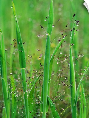 Dew On Blades Of Grass
