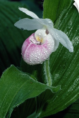 Dew on ladyslipper orchid flower blossom, close up, Michigan