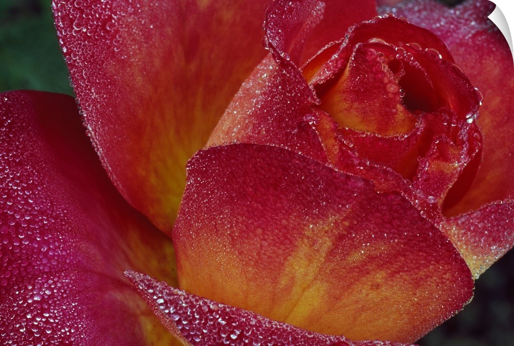A closely taken picture of a rose with tiny beads of water on its petals.