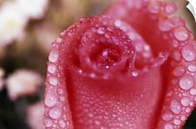 Dewdrops on rose blossom, close up.