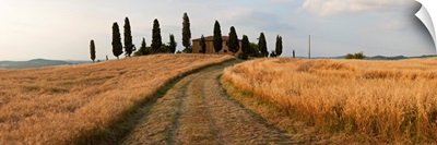 Dirt road passing through a field, Val d'Orcia, Tuscany, Italy