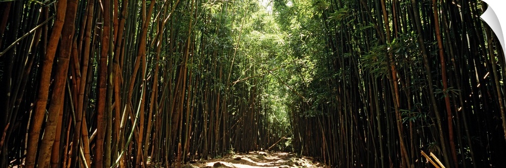 Panoramic photograph of trail lined with tall bamboo trees.