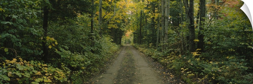 Dirt road passing through a forest, Old Lanesbara Road, Peacham, Vermont
