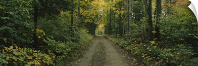 Dirt road passing through a forest, Old Lanesbara Road, Peacham, Vermont