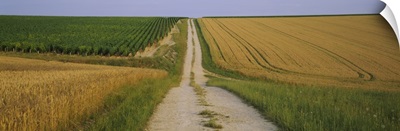 Dirt road passing through a wheat field, Chablis, France