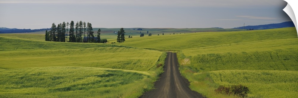 Dirt road passing through a wheat field, Palouse, Washington State