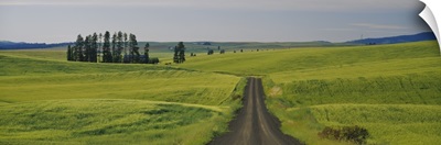 Dirt road passing through a wheat field, Palouse, Washington State