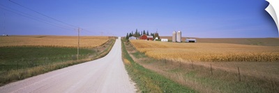 Dirt road passing through corn fields, Minnesota