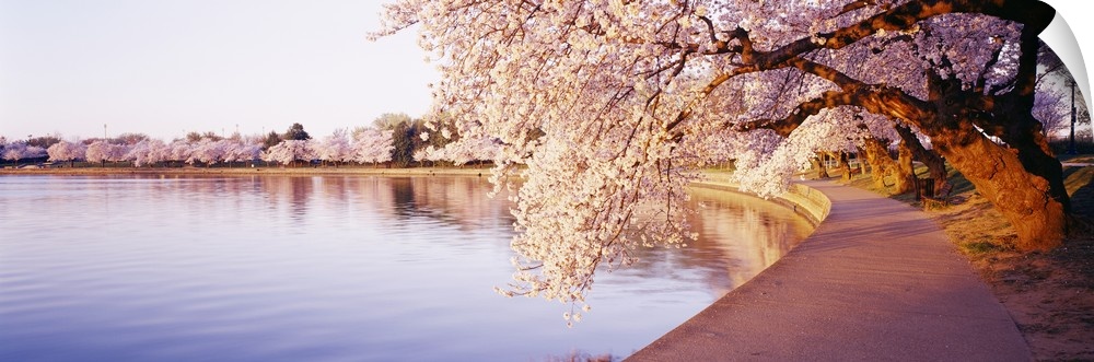 Concrete walkway on the edge of the man-made reservoir with cherry trees in full bloom arching over the path.