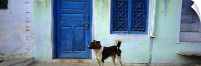 Dog In Front Of A House, Rajasthan, India
