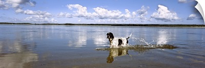 Dog jumping in water, Pomene, Mozambique