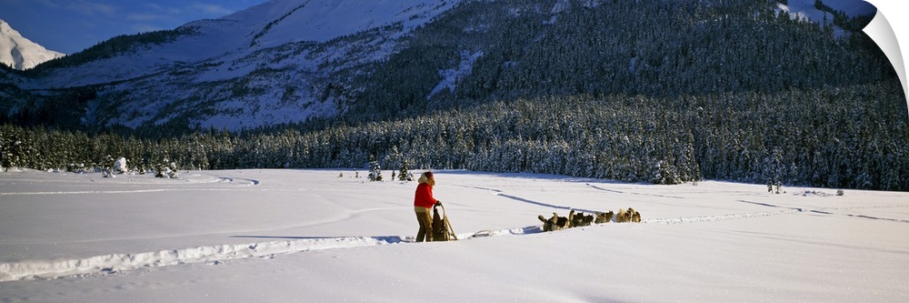 Dog musher and sled dog team on snow-covered trail, Chugach Mountains, Alaska