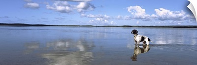 Dog standing in water, Pomene, Mozambique