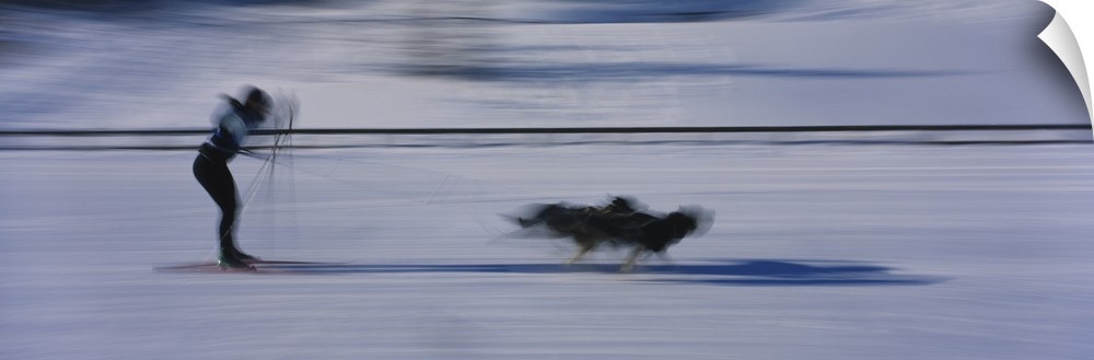 Dogs pulling a skier on snow, Canmore Nordic Center, Canmore, Alberta, Canada