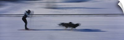 Dogs pulling a skier on snow, Canmore Nordic Center, Canmore, Alberta, Canada