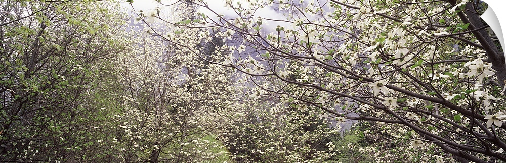 Big panoramic canvas photo of flowers blooming on trees in a forest up close.