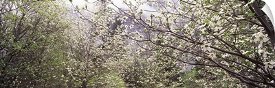 Dogwood trees blooming in a forest, Yosemite National Park, California,
