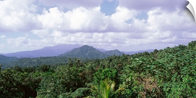Dominican Republic, Tree on the mountains