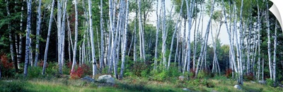 Downy birch (Betula pubescens) trees in a forest, Shelburne, Coos County, New Hampshire