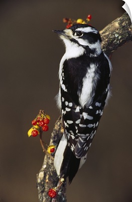 Downy woodpecker on tree branch with berries, Michigan