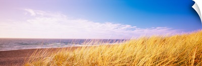 Dry tall grass on the beach, Point Reyes National Seashore, California