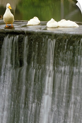 Ducks At Edge Of Waterfall