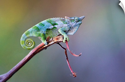 Dwarf chameleon on a twig, Usambara Mountains, Tanzania