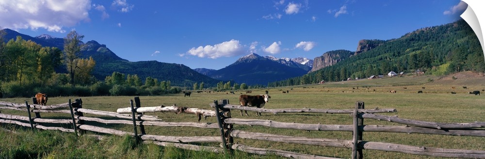 Panoramic photograph of field with cows grazing with wooden fence in the foreground and forest and mountains in the distan...