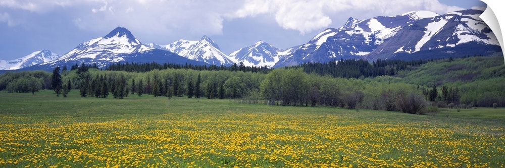 Panoramic view of a snow covered mountain range with a thick forest in front and a flower covered field.
