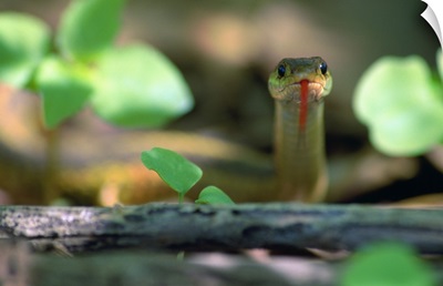 Eastern garter snake (Thamnophis sirtalis-sirtalis) in underbrush, selective focus portrait, New York