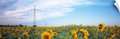 Electricity pylons in a field of Sunflowers (Helianthus annuus), Baden-Wurttemberg, Germany