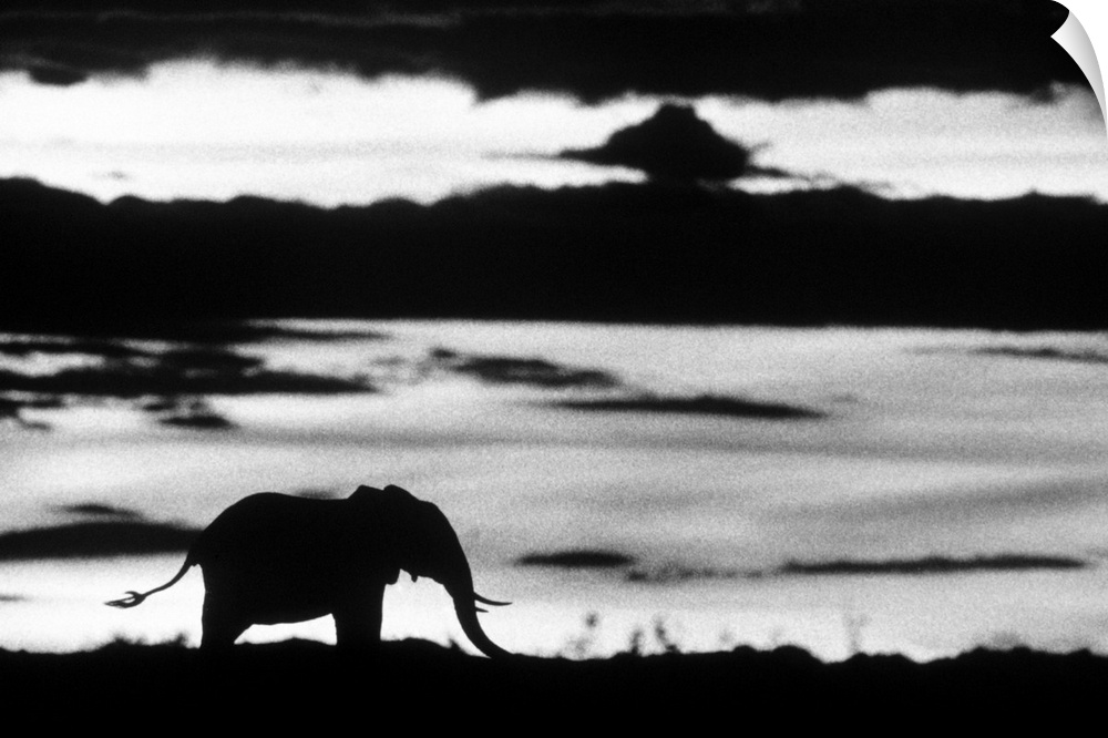 Big photo on canvas of the silohuette of an elephant standing in a field.