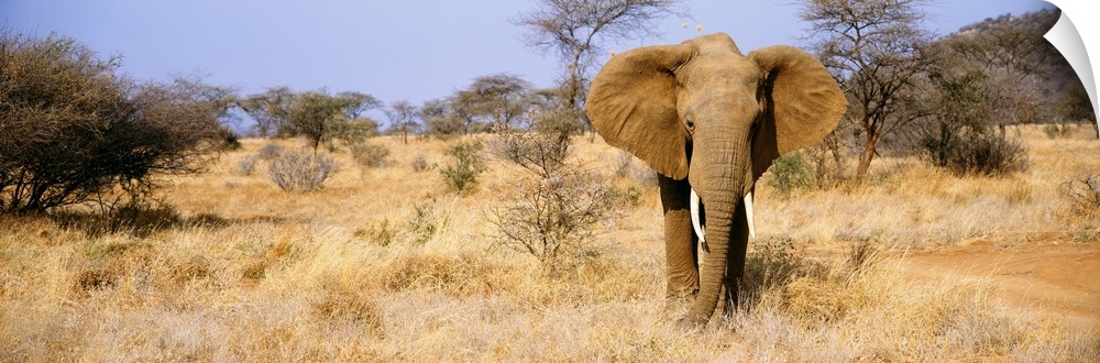 A large elephant stands in a dry field in Africa and is skewed to the right side of the wide angle picture.