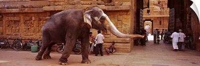 Elephant walking on the street, Tamil Nadu, India