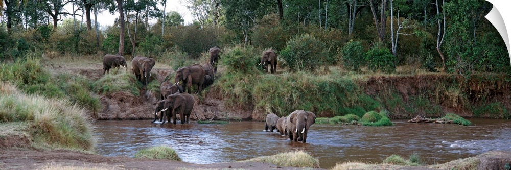 Elephants Crossing River Maasai Mara Kenya