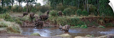 Elephants Crossing River Maasai Mara Kenya