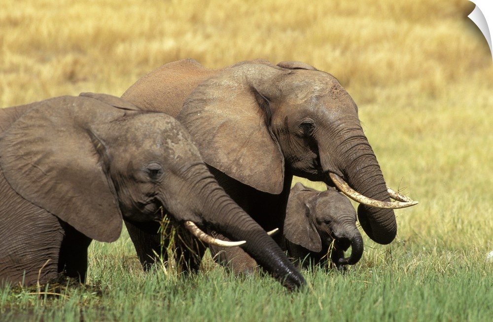 Elephants Eating in Africa