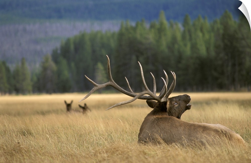 Photograph of an animal from the deer family sitting in grassy meadow with two others in the background and forest in the ...