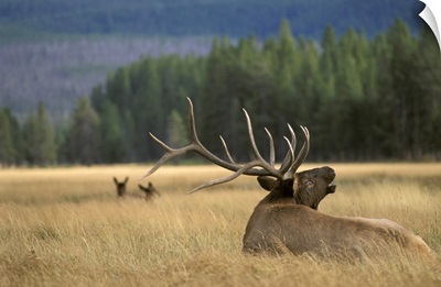 Elk WY