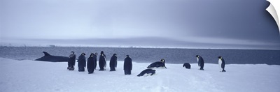 Emperor Penguins Ross Sea Antarctica