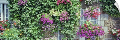 Europe, France, Pontorson, Wall covered with flowers