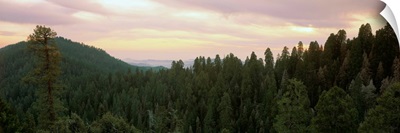 Evening Sequoia National Park CA