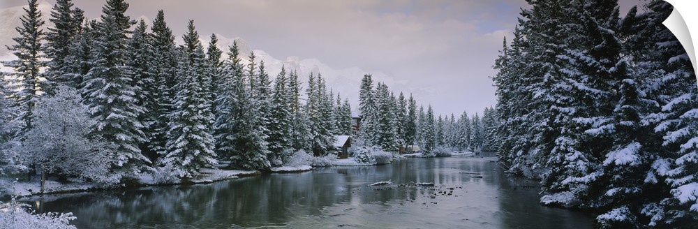 Evergreen trees covered with snow, Policemans Creek, Canmore, Alberta, Canada