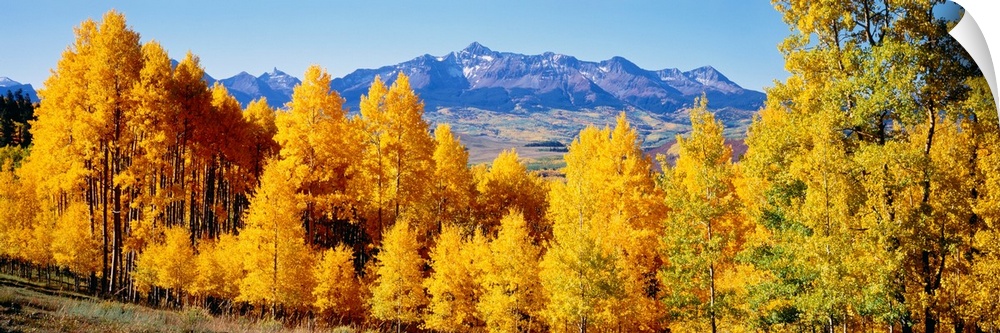 Panoramic photograph shows a brightly colored dense woodland with a backdrop of a large mountain range in the far distance.